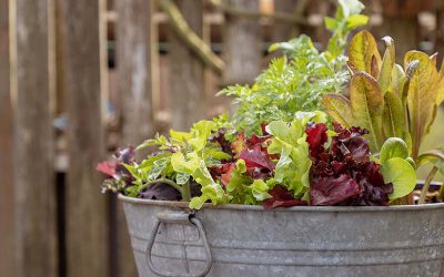 Tips for Container Gardening