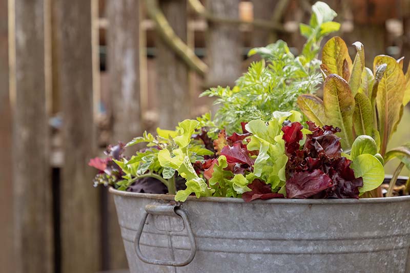 lettuce and vegetables growing in a container garden