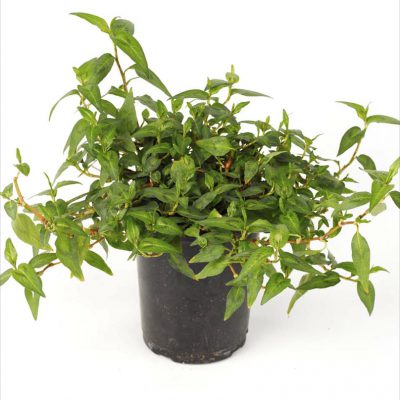 Coriander Vietnamese
