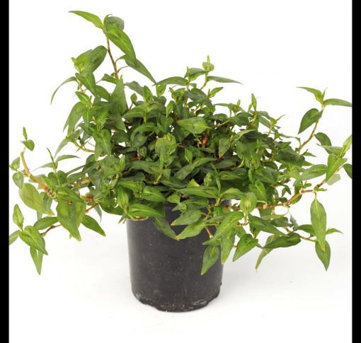 Coriander Vietnamese
