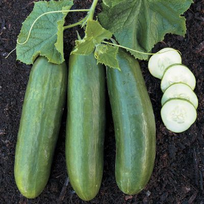 Cucumber Beit Alpha