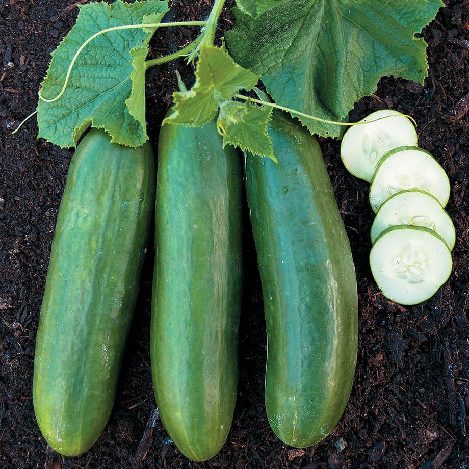 Cucumber Beit Alpha Sweet Valley by Jolly Farmer