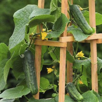 Cucumber Patio Snacker
