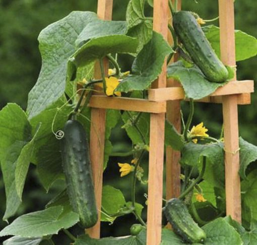 Cucumber Patio Snacker
