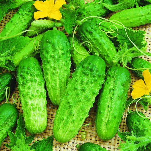 Cucumber Pick a Bushel