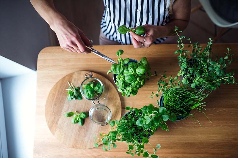 harvesting fresh basil leaves from herb plant