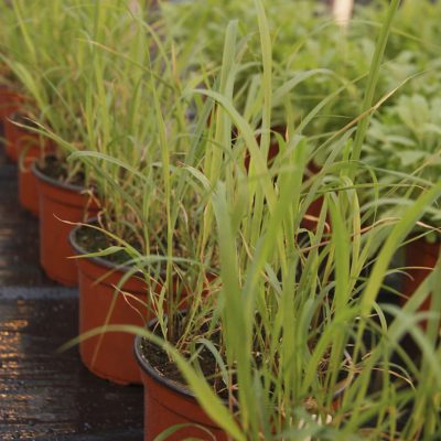 Lemon Grass