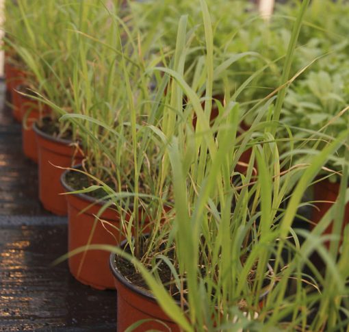 Lemon Grass