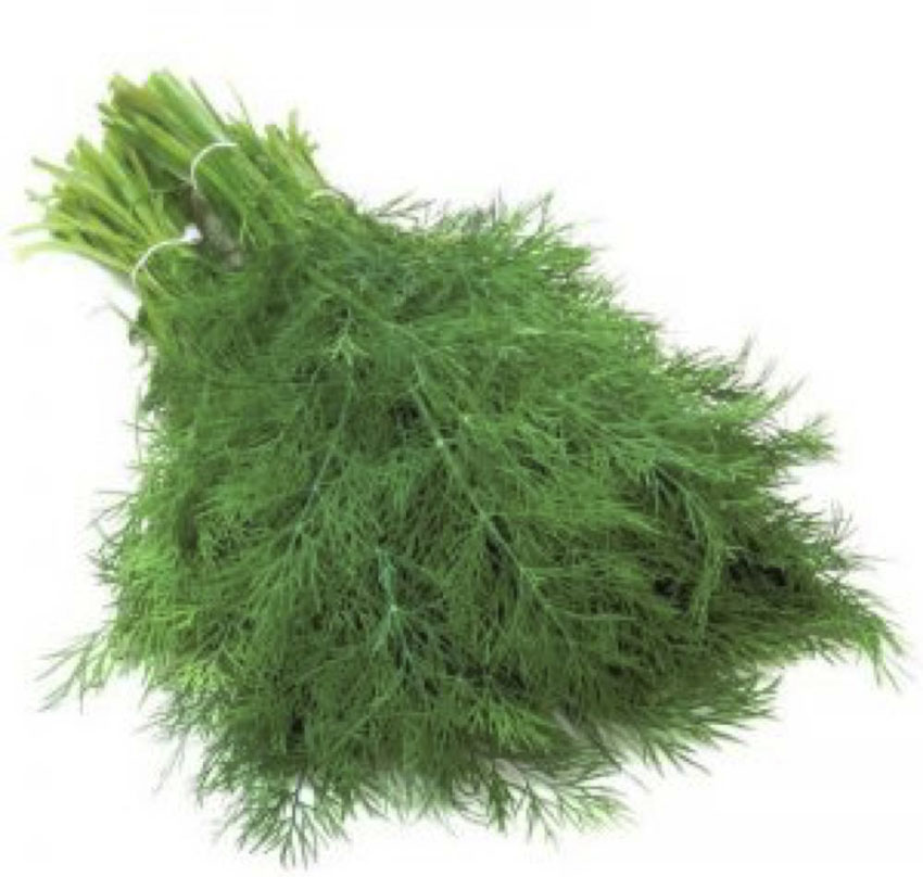 Dill Diana Sweet Valley by Jolly Farmer