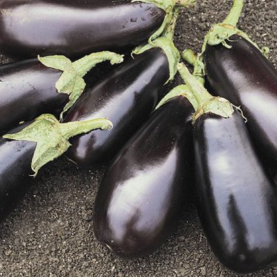 Eggplant Classic