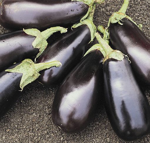 Eggplant Classic