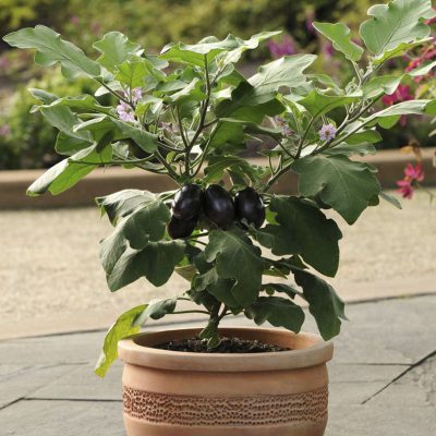 Eggplant Patio Baby
