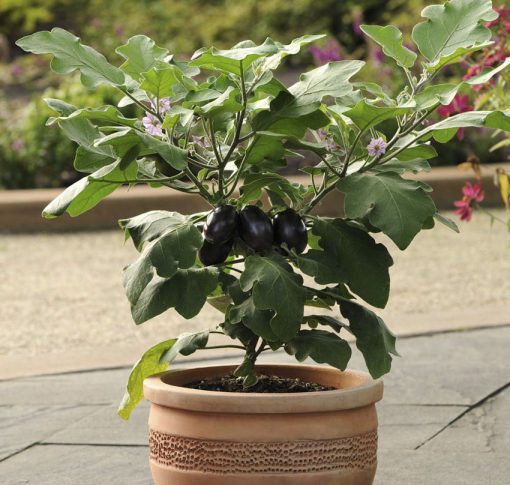 Eggplant Patio Baby