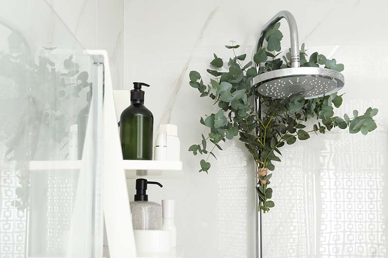 fresh eucalyptus hanging in the shower