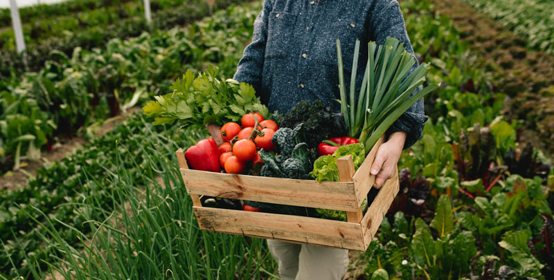 box of fresh produce in garden