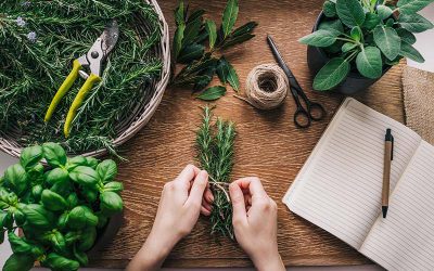 How to Harvest Herbs