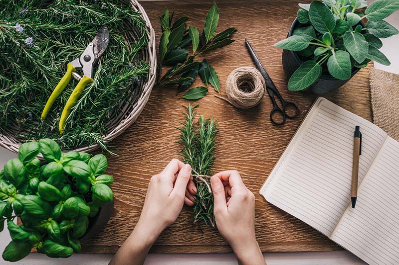 How to Harvest Herbs