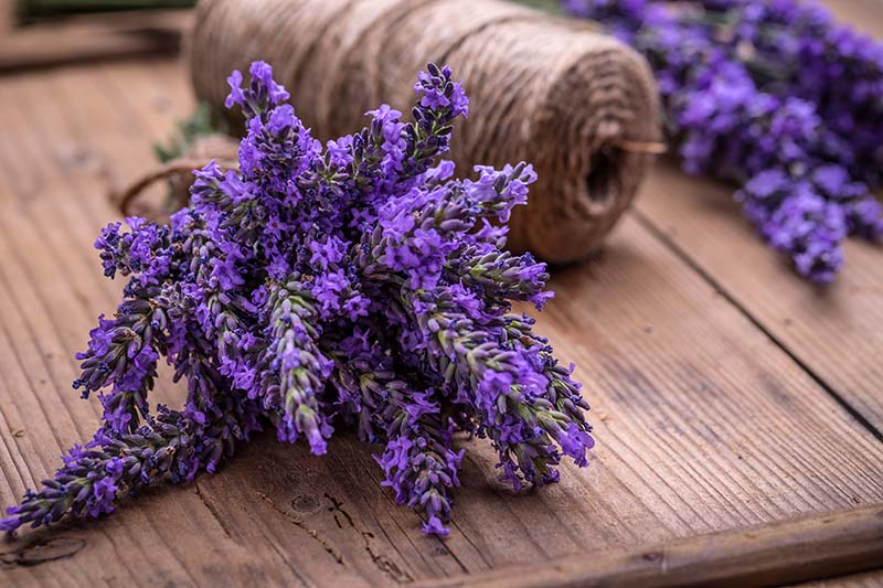How to Dry Your Lavender