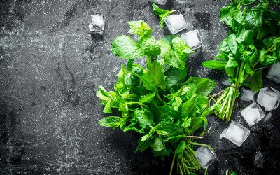 How to Store Fresh Herbs