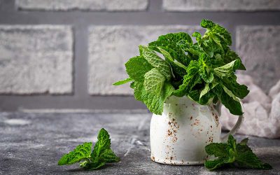 Mint – Controlling an Invasive Specie