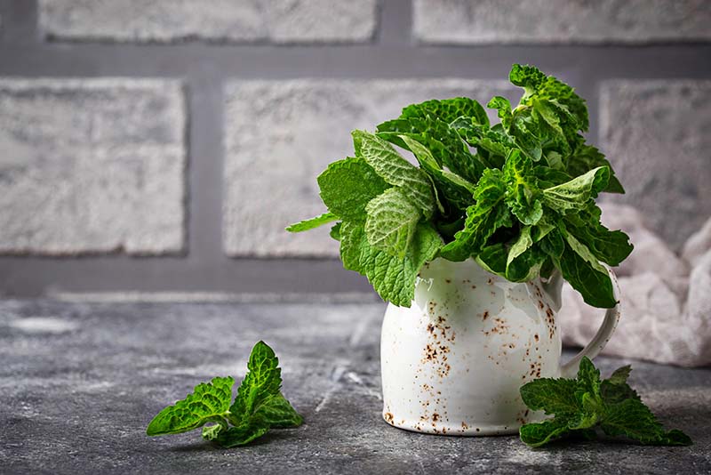 Mint – Controlling an Invasive Specie