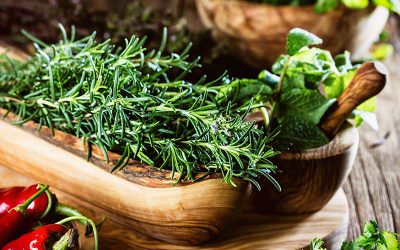 Rosemary officinalis