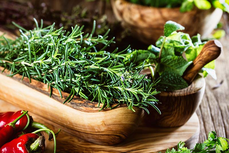 Rosemary officinalis