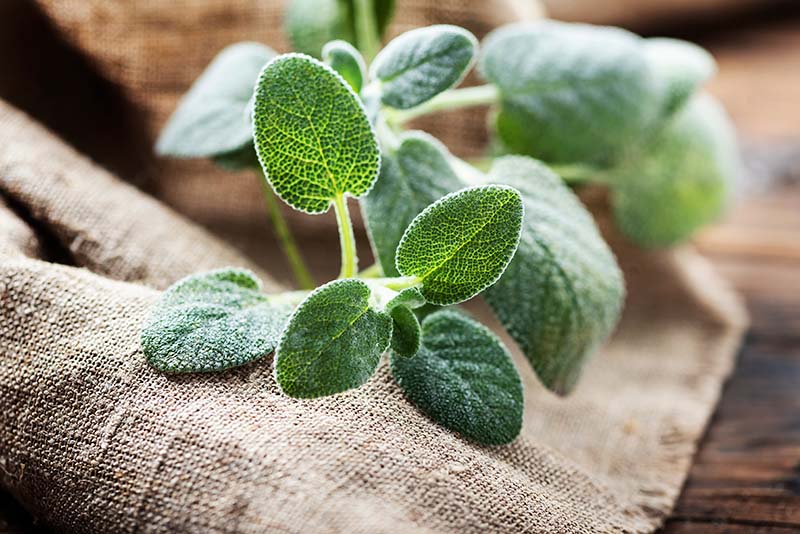 fresh sage leaves