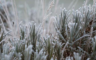 Overwintering Herbs