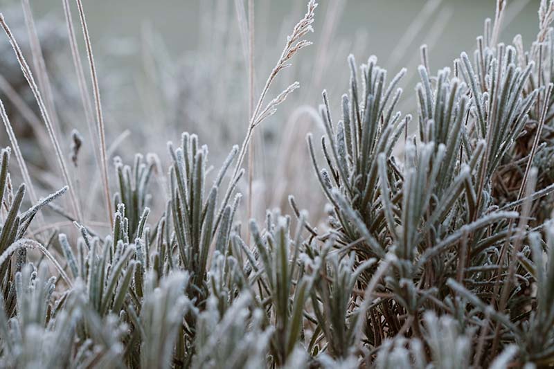 frost on lavender leaves