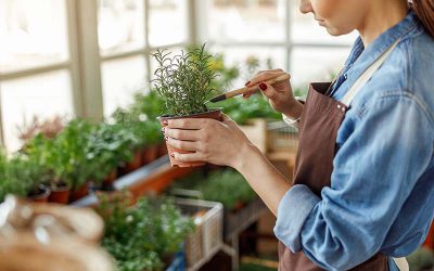 The Ultimate Guide to Growing Herbs Indoors