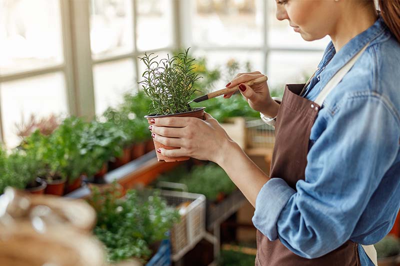 The Ultimate Guide to Growing Herbs Indoors