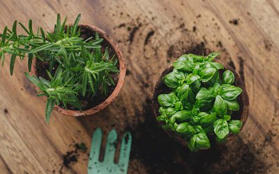 Tips for Repotting Herbs