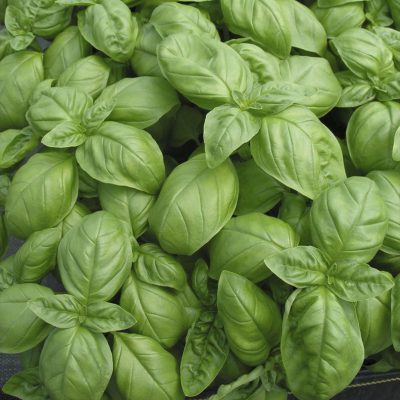 Basil Nufar Sweet
