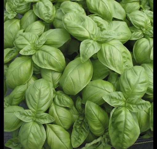 Basil Nufar Sweet