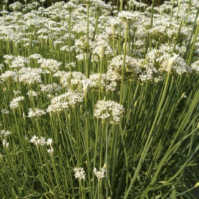 Chives Garlic