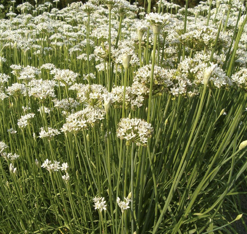 garlic chives