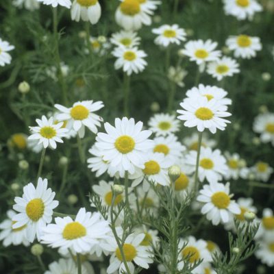 Chamomile German