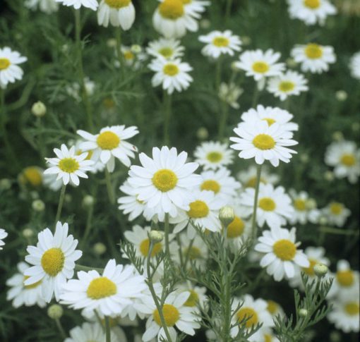 Chamomile German