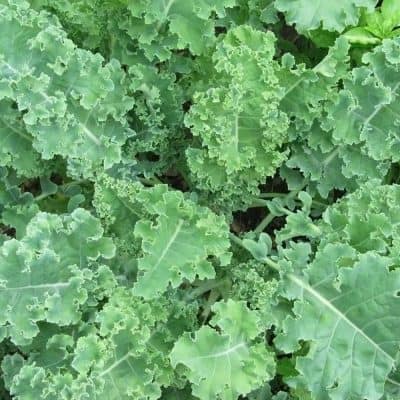Kale Scotch Blue Curled