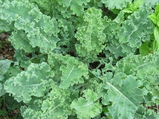 Kale Scotch Blue Curled