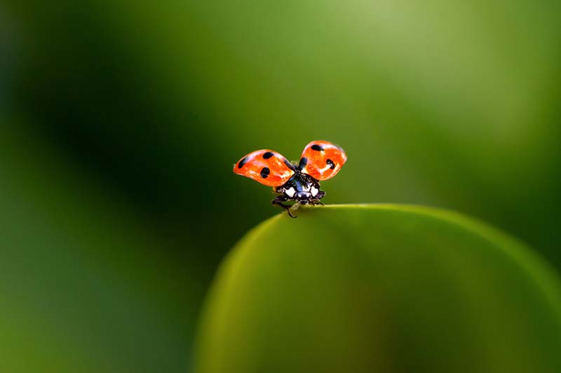 lady bug on green leaf in the garden