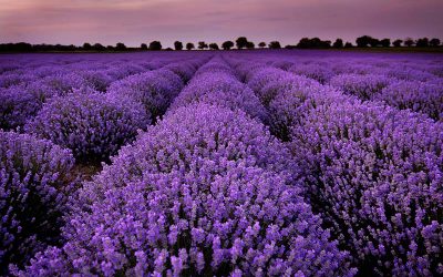 Our Best Lavender Varieties