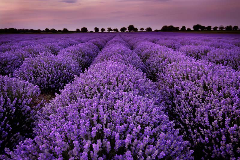field of lavender plants