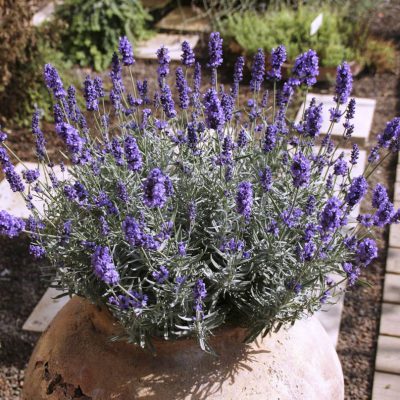 Lavender Hidcote Blue