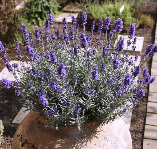 Lavender Hidcote Blue