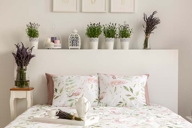 flowering lavender plants in the bedroom