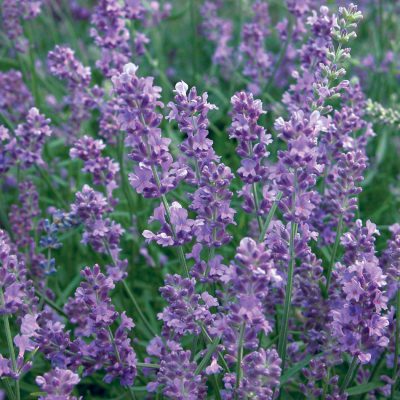Lavender Munstead