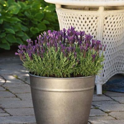 Lavender Primavera