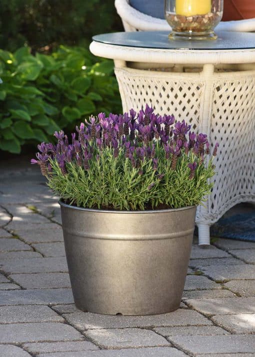 Lavender Primavera